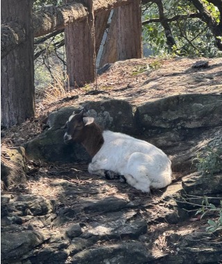 A goat in Zhangjiajie National Park.