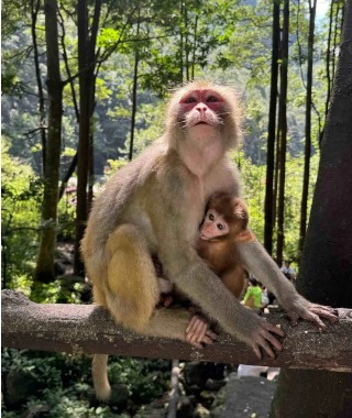 The mother monkey is holding a baby monkey in her arms.