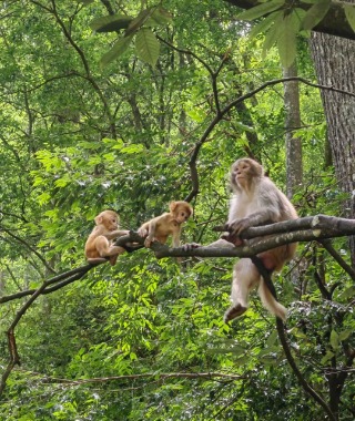 The mother monkey and her two babies are climbing on the tree branches.