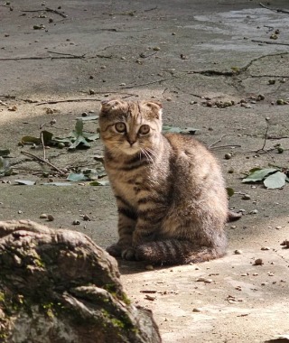 A little cat inside Zhangjiajie National Forest Park.