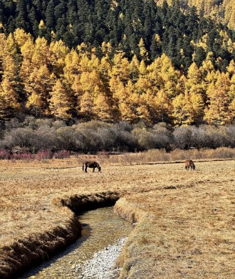 The horses are grazing on the grass.