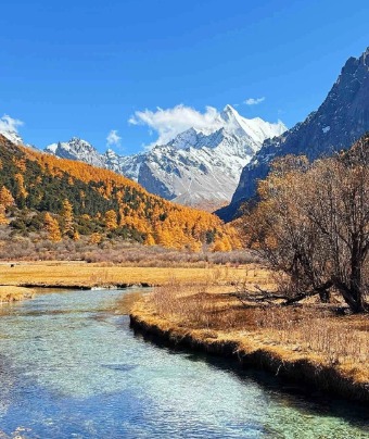 On both sides of the river in Daocheng Yading, there are fields of yellow grass, and in the distance, you can see towering snow-capped mountains.