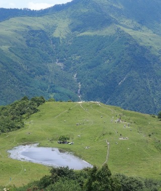 The grass at Ganhaizi is vibrant green, with a small puddle of water on it.