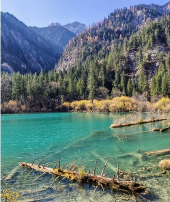 A dead tree lies submerged at the bottom of the crystal-clear blue lake in Jiuzhaigou, clearly visible.