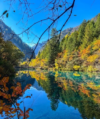 In autumn, the leaves in Jiuzhaigou have turned yellow.