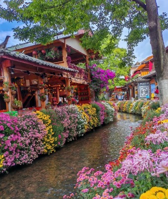 Colorful flowers are blooming on both sides of the little stream in Lijiang Old Town.