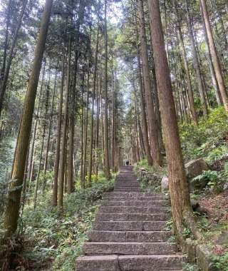 The mountain roads in Zhangjiajie Forest Park are lined with tall trees on both sides.