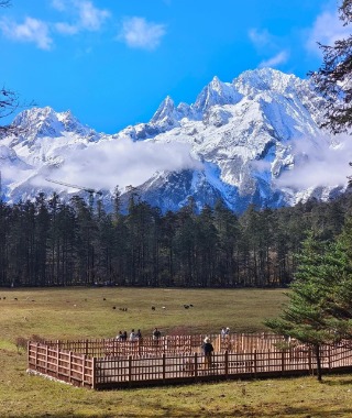 Tourists are at Spruce Meadow, admiring the distant snowy mountains. The viewing platform is surrounded by grasslands, which are bordered by many spruces.