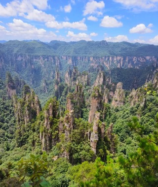 From the Tianzi Mountain viewing platform, you're surrounded by dense forests and peaks.