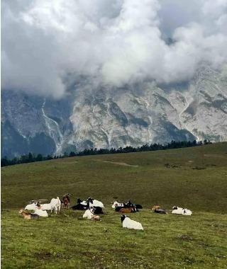 A large herd of yaks and goats are grazing at Yak Meadow at the base of Jade Dragon Snow Mountain.