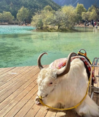 The white yaks of Blue Moon Valley are lying down and resting on the ground.