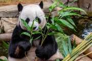 chengdu panda base-Chengdu-Chengdu Travel Guide